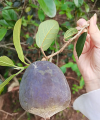 ��ɽ������ֵĹ��ӣ���˵���������ۣ�Ҫ��Ҫժ