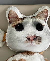 [����]��è��Ƭ���Ƶ���ż�������ָ�Ц��è���Ҷ������