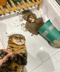 è��Һ�ץ���������˻�Ҫ���ˣ���è��ҪҲ��