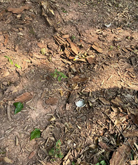 ��ɽ��������Ƥ�����Ų�����ţ�����һ����ؼ�