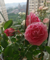 ��һ�ڳ�ȥ���⼸�죬���ǵĻ��ݻ�����