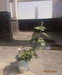 ����2�����¶��׮��ֱ�������ŷ����ǡ������