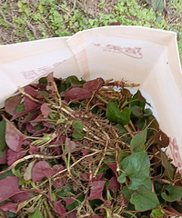 ��ʳ����ڲ��ɹ���