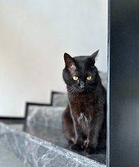 è�����궼����к�ͺͷ���ϰ��è���ӿ�ʼͺ��