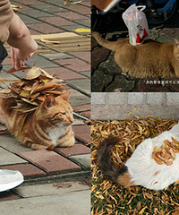 è�����δ�ѧ����������������Ϸ���Ҷ