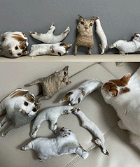 ��è��Ƭ���Ƶ���ż�������ָ�Ц��è���Ҷ������