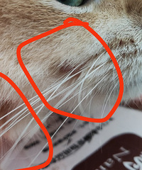 ֧����2��ɷ�1596�ĳ����գ�è����ȴ���⸶