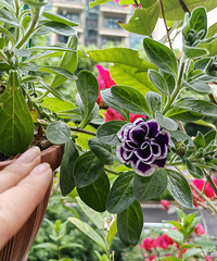 �ײ�����ļ�������ֲ���ǣţ ���ÿ� ������