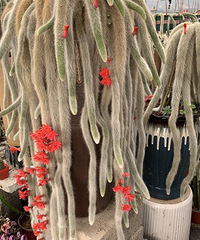 ˵˵�ҵĶ�����ֲ�ؾ���¶��+������������ˮ