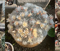 ��ʮ�������򿪻��ˣ���˵Ԥʾ�ź��ˣ�һ������