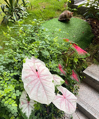 ���ڵ��̻���ȫ�ǲ�Ҷ�󣬵���������ô��ס���ڵ�