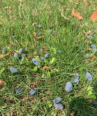 �ɶ��̻�����ʼ����ݮ�ˣ���æ��������ɶ���ܳԲ�