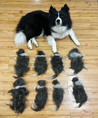 ������ѧ���������˼ҵı������ù�ë����8����