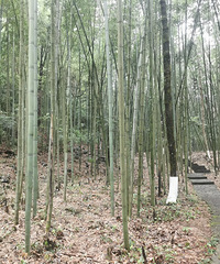 ȥ��ƽ��˫���á��䲩��ݺ��񺣣����Ҳ�ó�