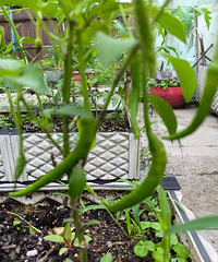 ԰�ӵĲ˳���ϲ�ˣ��ཷ���Գ����ˣ�������Ģ��