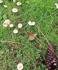 ����Ģ�����Ҽ�˭֪����ô����Ģ���ж�ûѽ��