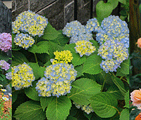 5��СԺ����������������������л�԰������