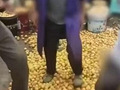 村民将枇杷踩碎