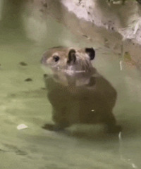 ������ֵ�����̱��Ӷ�ͯ��������22����ȪС�׹ܴ���35