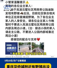 生态也太好了吧!重庆华侨城附近野猪出没,已抓获1只,6只在逃