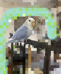 ��������ײ��õĳ�ľ����2ֻС������վ�����