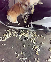 �»����ף��л���2�������棬�޳�ʦ�����˶���