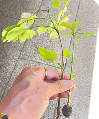 �̻���0Ԫ���������磬Ū���辰��ø߼�