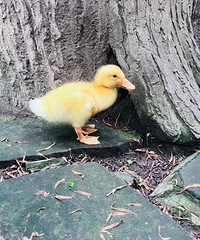 [�ȳ�]˭˵Ѽ�Ӻ�è�����ܻ���������1��2è1���ദ�ܺ�г