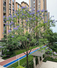 5�µ����쿪��������麣���ɫ�������ž���������