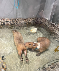 ����·���˼ҿ�Ƥ�������ȹݣ������ɰ���