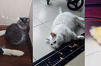 1��2è1Ѽ�ļ�ͥ�ճ�����Ȼ����ȴ�ܺ�г����