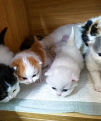 [�ȳ�]��˵����è�����ǿ�ä�У�4��С��è��ÿ����ɫ����һ��