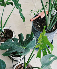 ������ֲ����õ����֣�5�µĹ걳��������������