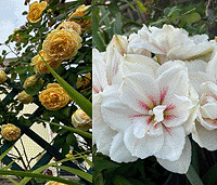 ��̨�Ļ�ȫ���ˣ������ۺ������3����춥��͵��