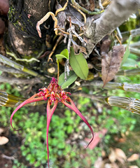 ����ʲô��ѽ������ʯ���Գ������ģ���Ѽ��һ��