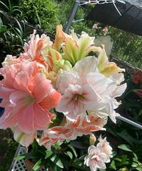 ��������ʮ����Ʒ�ֵ��춥�죬һ��ȫ����