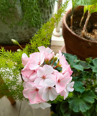 ��ɫƷ�ֵ����ÿ�����������ɫ�������С��Ů