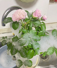 [����]ͷ����˵����ˮ+ϴ�ྫˮ�����¼���֩�룿�����Թ���