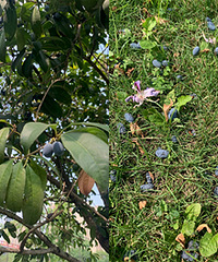 �̻����������ӱ�ԣ����ǹ𻨹�����ҩ