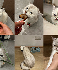 屋头有个好吃猫儿,啥子都吃除了不喝茶