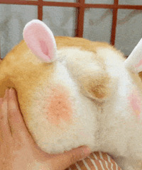 ������ֵ���򡿰�������ױ����+ɢ��48��ϣ��������2��48