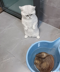 ����è��С��������ˣ���ǲ���������վһ��