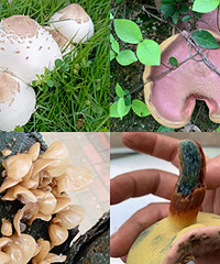 ����Ģ�����Ҽ�˭֪����ô�����ж�û