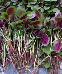 �����ˣ��Ȳ˳�������