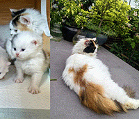 ������������һ��С��è��ÿ���޵���ɫ����һ��