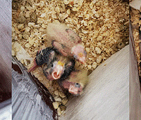 ����ϲ�£������4ֻС���20��������ȫ�Ҹ�