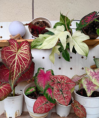 [�ڴ�]��Ҷ�����۸��ǣ��������˸�88�������ڴ��ر�