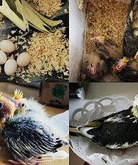 �����4ֻС���һ��һ������ɰ�