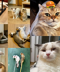 2ֻС����1�������𽥳��ɴ���ģ��