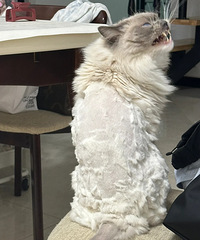 [����]��������è��ë�𣿲���èèemo����������Ƥ������